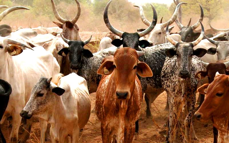 Livestock Ethiopia
