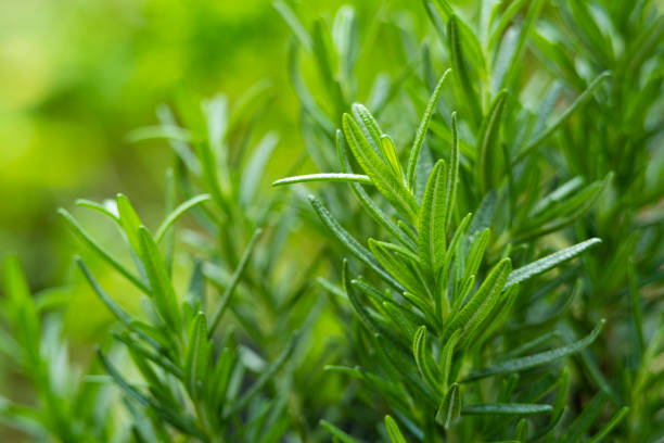 Ethiopia's Rosemary Export Industry Expanding